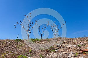 Barren landscape, hill covered in dry dirt and three lonely bushes