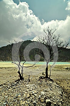 Barren looking tree on rocky sulfuric floor of White Crater