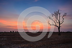 Barren rice fields during sunset