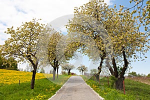 Barren Road Through Summer Landscape on Czech Countryside