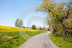 Barren Road Through Summer Landscape on Czech Countryside