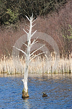 Barren Tree Bird Landing