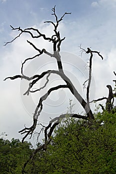 Barren tree on blue sky photo