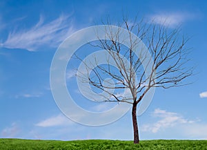 A barren tree with a blue sky and grass photo