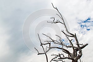 Barren tree branches against the sky in Montana with copy space