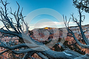 Barren tree branches and scenic view of Bryce Canyon