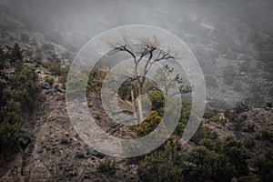 Barren tree among bushes on side of mountain with fog