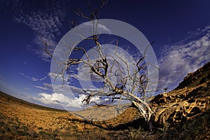 Barren tree in desert