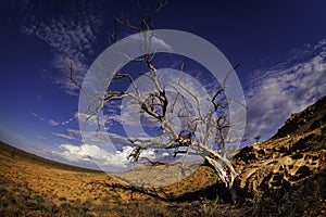 Barren tree in desert photo