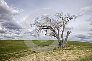 Barren tree in a farm field