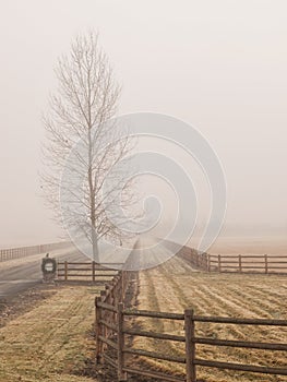 Barren tree and fence in fog