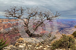 Barren tree, Grand Canyon in background. Cloudy sky above.