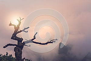 Barren tree growing on a cliff of Tianmen mountain at dusk