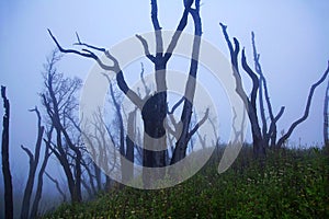 Barren tree in mist. Dzukou Valley. Border of the states of Nagaland and Manipur, India