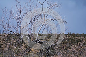 A barren tree with the Nevada Desert in the background