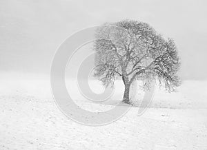 Barren tree in snow photo