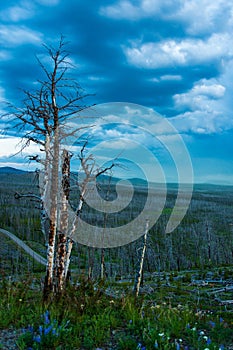 Barren tree standing in the landscape of lush vegetation under a cloudy sky.