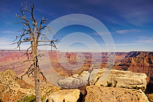 A Barren Tree stands on the Precipice of the Canyon