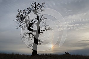 Barren tree branches and sunbow and dramatic sky