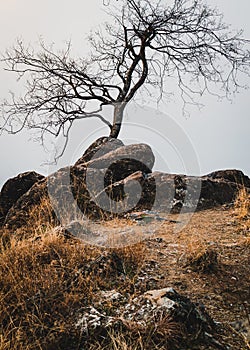 A barren tree on the top of a small hill. Rustic orange landscape