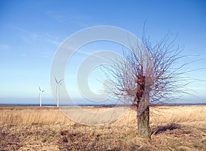 Barren tree, wind turbines photo