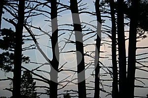 Barren trees photo