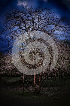 Barren trees in baluran national park