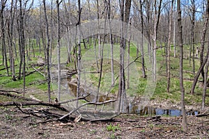Barren trees with creek in a suburban forest preserve