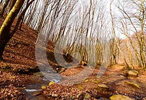 Barren trees and small river