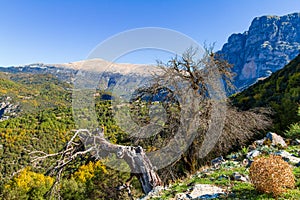 Barren trees and Vikos Gorge, Zagorochoria, Epirus, Greece