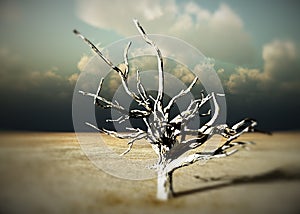 Barren Wilderness 10