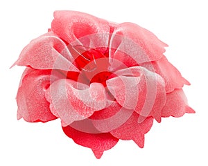 Barrette hair red flower isolated clipping p