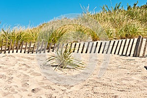 Barrier beach erosion fence