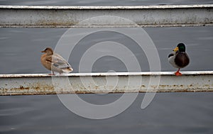 A barrier made of steel beams on the river protecting boats from ice and floating logs also serves as a place for the rest of seag