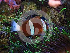 Barrier Reef Clownfish in anemone amphiprion akyndinos akindynos