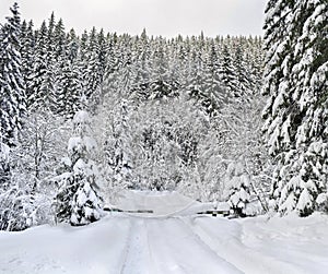 Barrier on road with footprints in snow following in fir forest during snowfall. Winter landscape