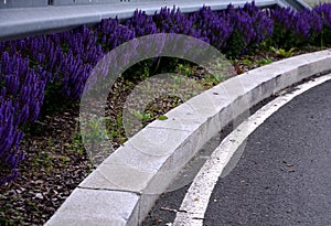 Barriers in a bend planted with blue purple sage flowers curb lines on the road