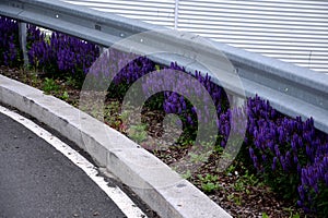 barriers in a bend planted with blue purple sage flowers curb lines on the road