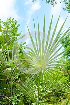 Barrigon Palm plant, against blue sky photo