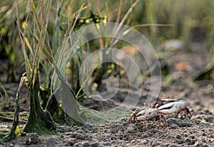 Barrilete crab or violinist, crustacean on sand photo