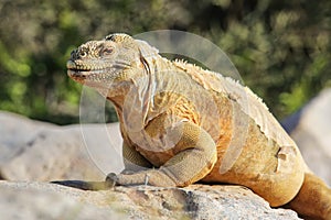 Barrington land iguana on Santa Fe Island, Galapagos National Park, Ecuador