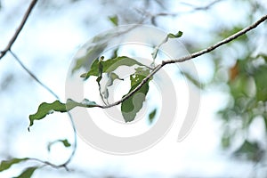 Barringtonia racemosa powder-puff tree, Afrikaans: pooeierkwasboom, Zulu: Iboqo, Malay: Putat is a tree in family Lecythidaceae
