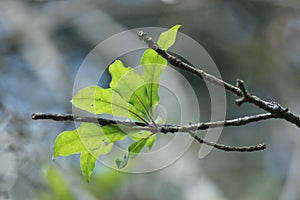 Barringtonia racemosa powder-puff tree, Afrikaans: pooeierkwasboom, Zulu: Iboqo, Malay: Putat is a tree in family Lecythidaceae