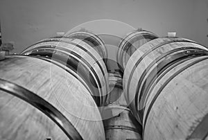 Barriques wine barrels. Black and white photo