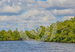 Barron River Mangroves in Everglades City, Collier County, Florida photo