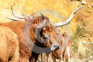 barrosa breed cow, typical of the region of Terras de Barroso, north of Portugal photo