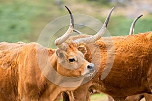 Barrosa cow photo