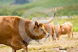 Barrosa cow photo