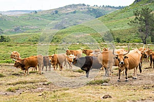 Barrosa cows photo