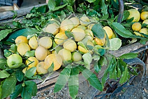 Barrow full with Lemons